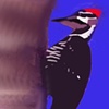 Piliated Woodpecker