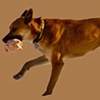 Walk the Dog