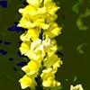 Buttered Popcorn