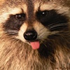 Racoon at the Zoo