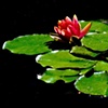 Lily Pad