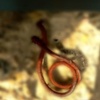 Musical Hook
