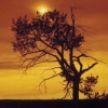 Orange Tree