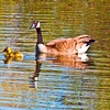 Geese st Assiniboine Park