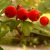 Berries