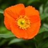 Orange in June