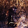 Beaver at Oak Hammock