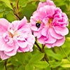 Bee in Flight