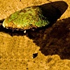 Rocks & Oil