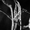 "Helicopter Seed" woth Horfrost