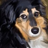 Shelty