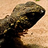 Lizard
