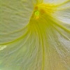 white & Yellow