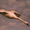 coming in