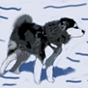 Dog in the Wind 2
