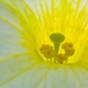 Yellow Bed