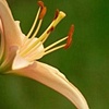 Flower Family