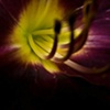 Yellow & Purple Close Up