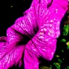 Purple Poster