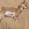 Antelope