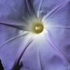 Blue Flower