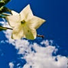 Flower on the Clouds