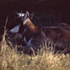 Antelope