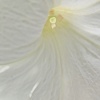 A Very white flower