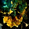 Mushroom Leaf