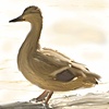 Duck fulll Body