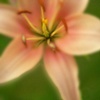 Soft Centre