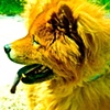 Hound