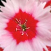 Red White and Pretty