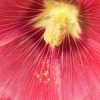 A redder version of a similar image