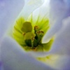 Inside Purple