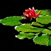Lily Pad at Leo Mol Gardens