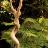 Crucefiction Tree