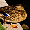 Duck Reflected