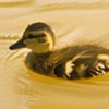 Duckling Learning to Swim