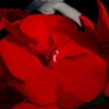 Red Pansy