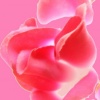 Rose & Pink
