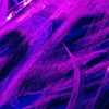 Purple Prose