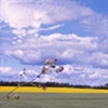 Floax and Canola