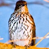 Hawk