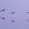 In Formation