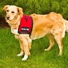 Service Dog