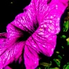 Purple Flower