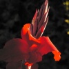 Gladiola Beauty