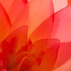 Soft Flower