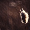cattail